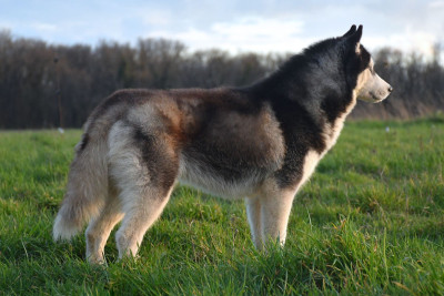 Étalon Siberian Husky - Vouis Vuitton de la source du Montet