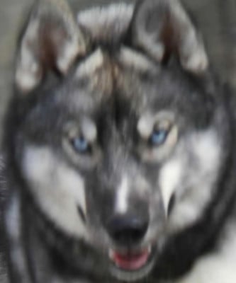 Étalon Siberian Husky - Festa Eterna Cassandra