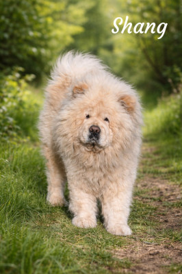 Étalon Chow Chow - U'Shang Du Domaine De Lu Ti