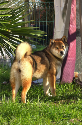 Étalon Shiba - Gion Corner Arizona Dream