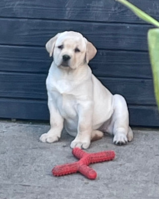 Étalon Labrador Retriever - A SNOW De La Légende De L'Abbaye D'Arrouaise