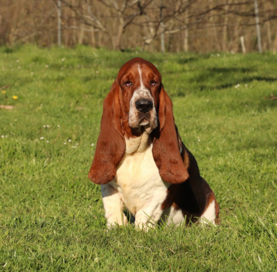 Étalon Basset Hound - victor Du Domaine Des Vents Landais