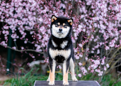 Étalon Shiba - Kokuryu No Fukuryu Go Chudojisou