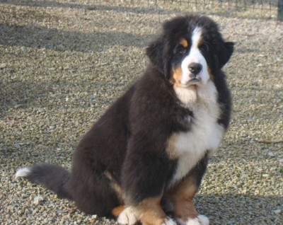 Étalon Bouvier Bernois - Arthur Au Domaine De Melba