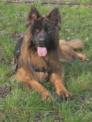 Étalon Berger Allemand Poil Long - Vauban des cascades de lusy}