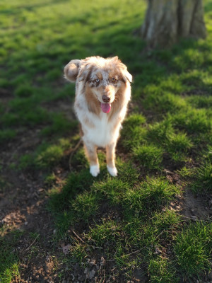 Étalon Berger Australien - Ultime tess de luz 'annie Titre Initial