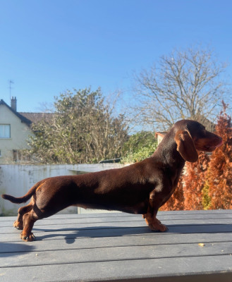 Étalon Teckel poil ras - Victoria Le Royaume Des Minus Enchante