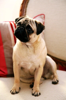 Étalon Carlin - rebecca of the world