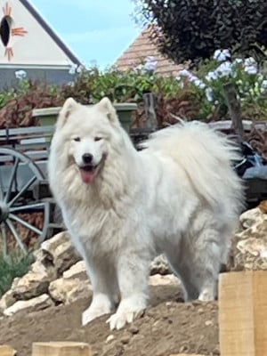 Étalon Samoyède - R'Alba Of Dark Eternal Snow