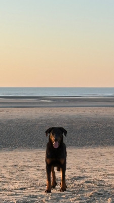 Étalon Berger de Beauce - All my life Les Pensées Du Soleil