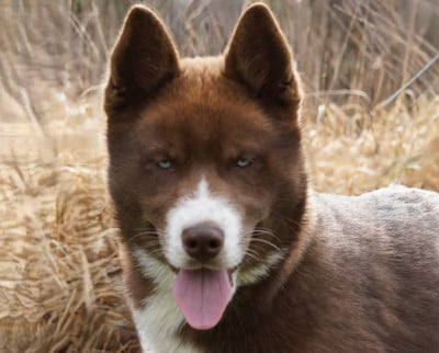 Étalon Siberian Husky - A'Kurama De La Vallée Des Pépites