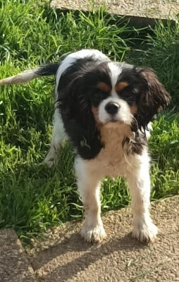 Étalon Cavalier King Charles Spaniel - Addicted to you Du puits des sortileges