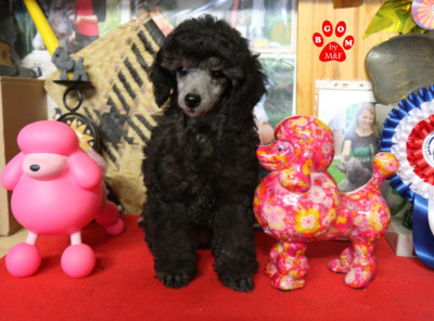 Étalon Caniche - A vendre - femelle caniche grise - The beautiful grey of marysa