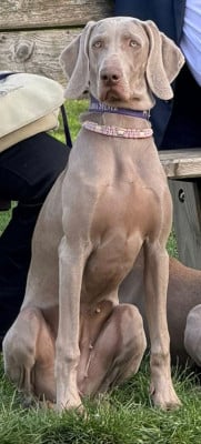 Étalon Braque de Weimar - Asta la Vista Balboa Sylver