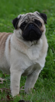 Rocky de la closerie de Paris