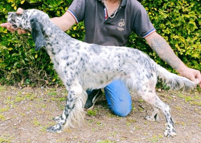 Étalon Setter Anglais - Uraya De Bernacaille