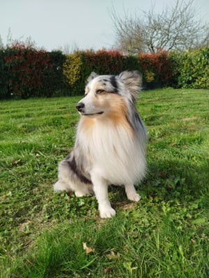 Étalon Berger Américain Miniature - Rover du pic d'espade (Sans Affixe)