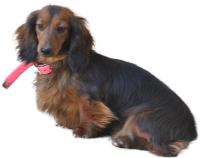 Étalon Teckel poil long - V' fricadelle Du Souvenir De Tootsie