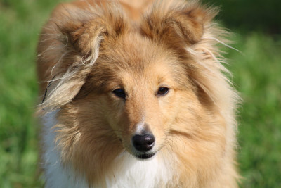 Étalon Shetland Sheepdog - Avanne des Collines de Sagne