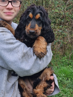 Étalon Cocker Spaniel Anglais - Valentine Du Souvenir De Tootsie