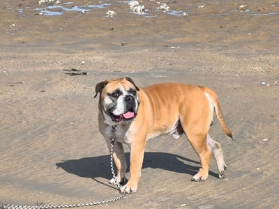 Étalon Bulldog continental - Sir Bud De L'arche Des Molosses