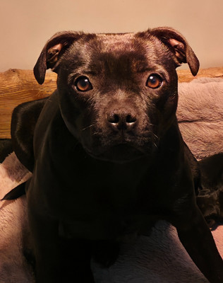 Velvet rose Of Dark Lands