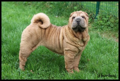 Étalon Shar Pei - A L'Automne Arcane Celeste du Nuorilang