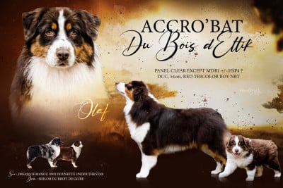 Étalon Berger Australien - Accrobat Du Bois D’Eltik