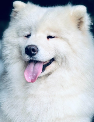 Jewel My Treasure talyta borealys