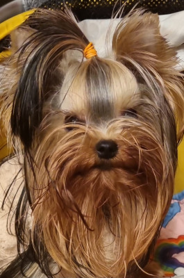 Étalon Yorkshire Terrier - Vany-Love Des Perles De Joie