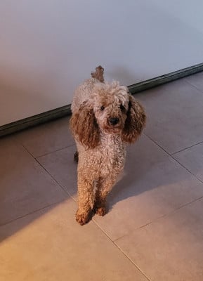 Étalon Caniche - VALENTINE Du domaine di l'Angeli