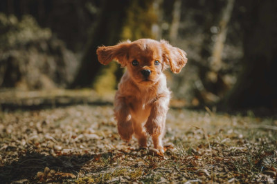 Étalon Cavalier King Charles Spaniel - Athéna Des Duchesses Gaillardes