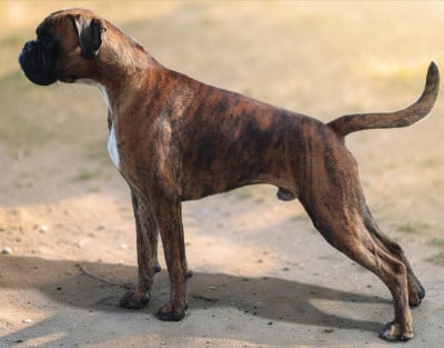 Étalon Boxer - AX Des gorges d'heric