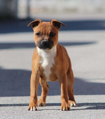 Étalon Staffordshire Bull Terrier - Armani Sweet Dream Stafford