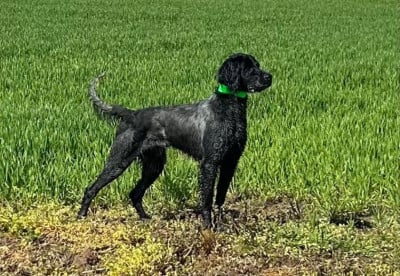 Étalon Epagneul bleu de Picardie - coenobium JESSIE