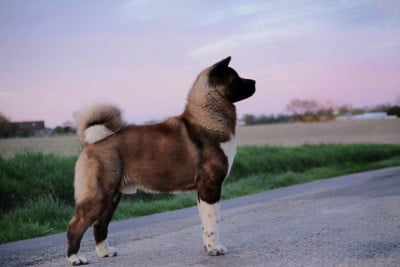 Étalon Akita americain - JCh.Verone La Colline D'olga