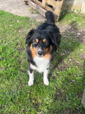 Étalon Berger Américain Miniature - U'Nia Shining Fairy (Sans Affixe)