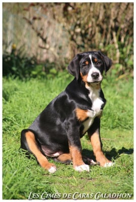 Étalon Grand bouvier suisse - Aerial Vilya Des cimes de caras galadhon