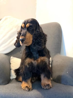 Étalon Cocker Spaniel Anglais - Talie du grand sénéchal