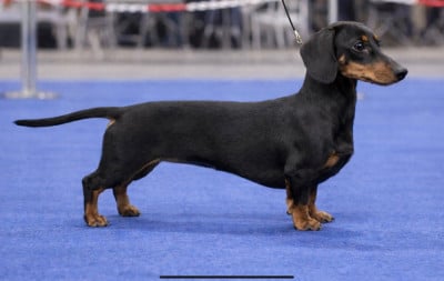 Étalon Teckel poil ras - Astronomia di ca preziosa