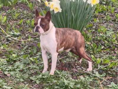Étalon Boston Terrier - CH. Vous permettez monsieur Du grand fresnoy