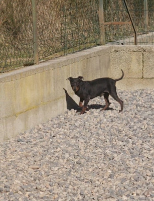 Étalon Pinscher nain - valerio des Princes Pinscher