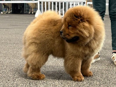 Étalon Chow Chow - Jocker LIETUVOS