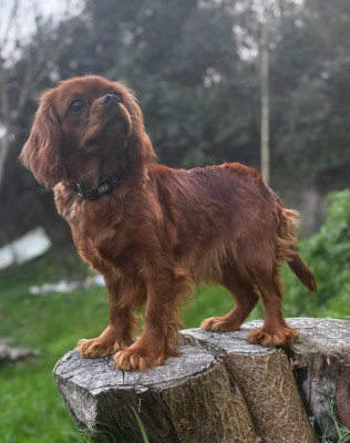 Étalon Cavalier King Charles Spaniel - Verveine du mont d'amour