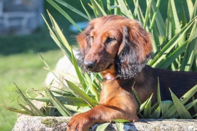 Étalon Teckel poil long - Apericub gout galantine Of Vanook's Garden