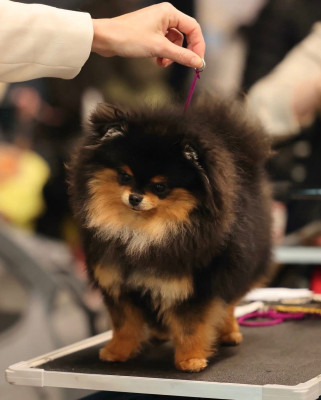 Étalon Spitz allemand - Pom My God Anouchka