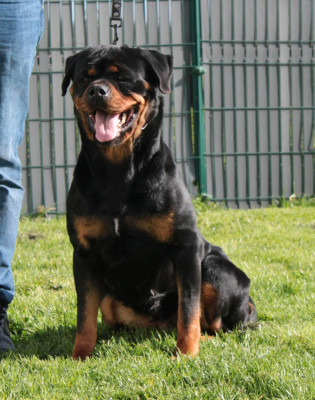 Étalon Rottweiler - Una Of Impérial Wisdom