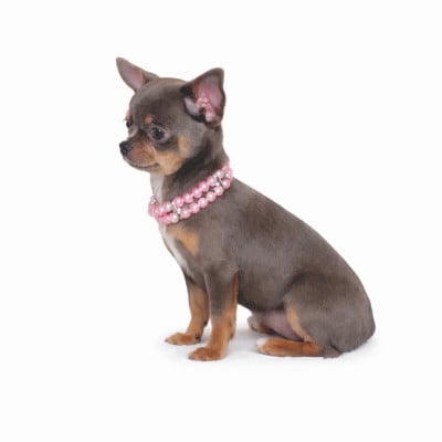 Étalon Chihuahua - Tabatha Du Royaume D'exquise