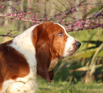 Étalon Basset Hound - vanille Du Domaine Des Vents Landais