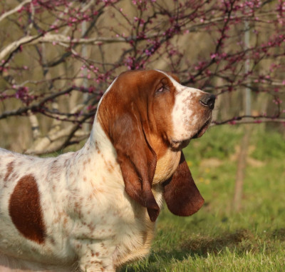 Étalon Basset Hound - violette Du Domaine Des Vents Landais